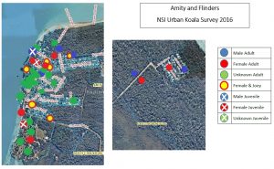 Amity & Flinders NSI Urban Koala Survey 2016 