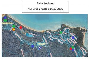 Pt Lookout NSI Urban Koala Survey 2016