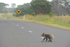 koala-walking