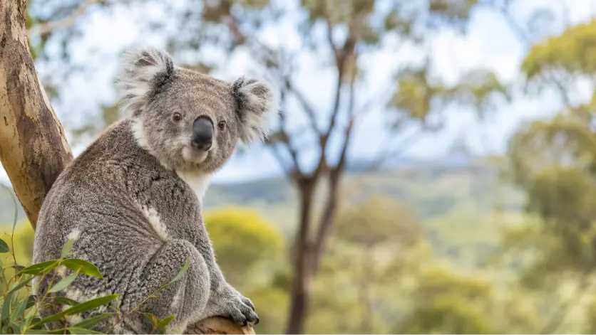Koala perched in the Australian bush