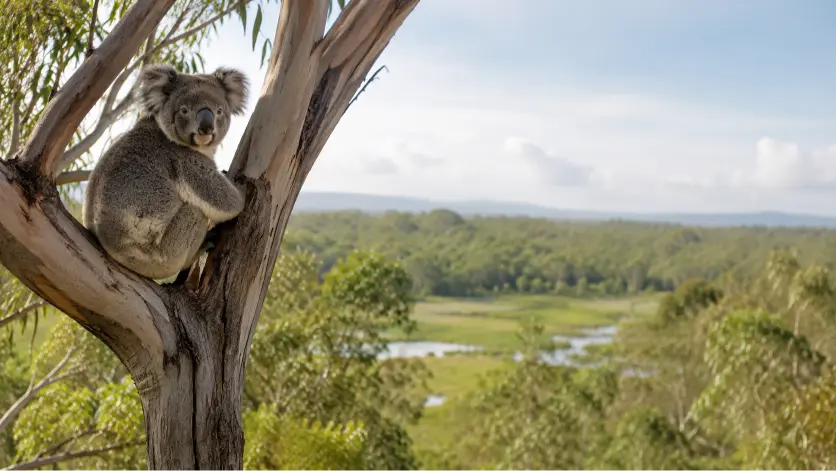 Koala in peaceful eucalyptus habitat