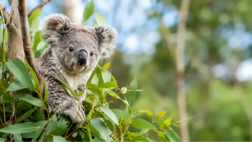 Koala perched among eucalyptus branches
