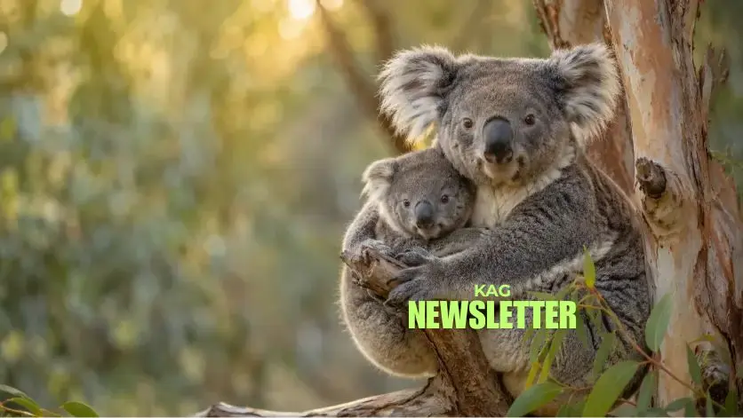 Koala mother and joey in sunlight sitting in a Eucalyptus tree - KAG Newsletter